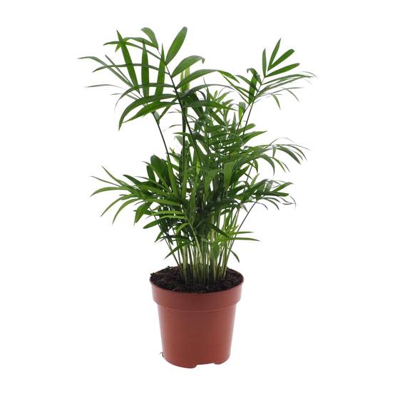 Chamaedorea Elegans - Palmier de montagne mexicain - Ø17cm - ↕55cm - Ø12cm - ↕40cm - Plantes d'intérieur - Image 1