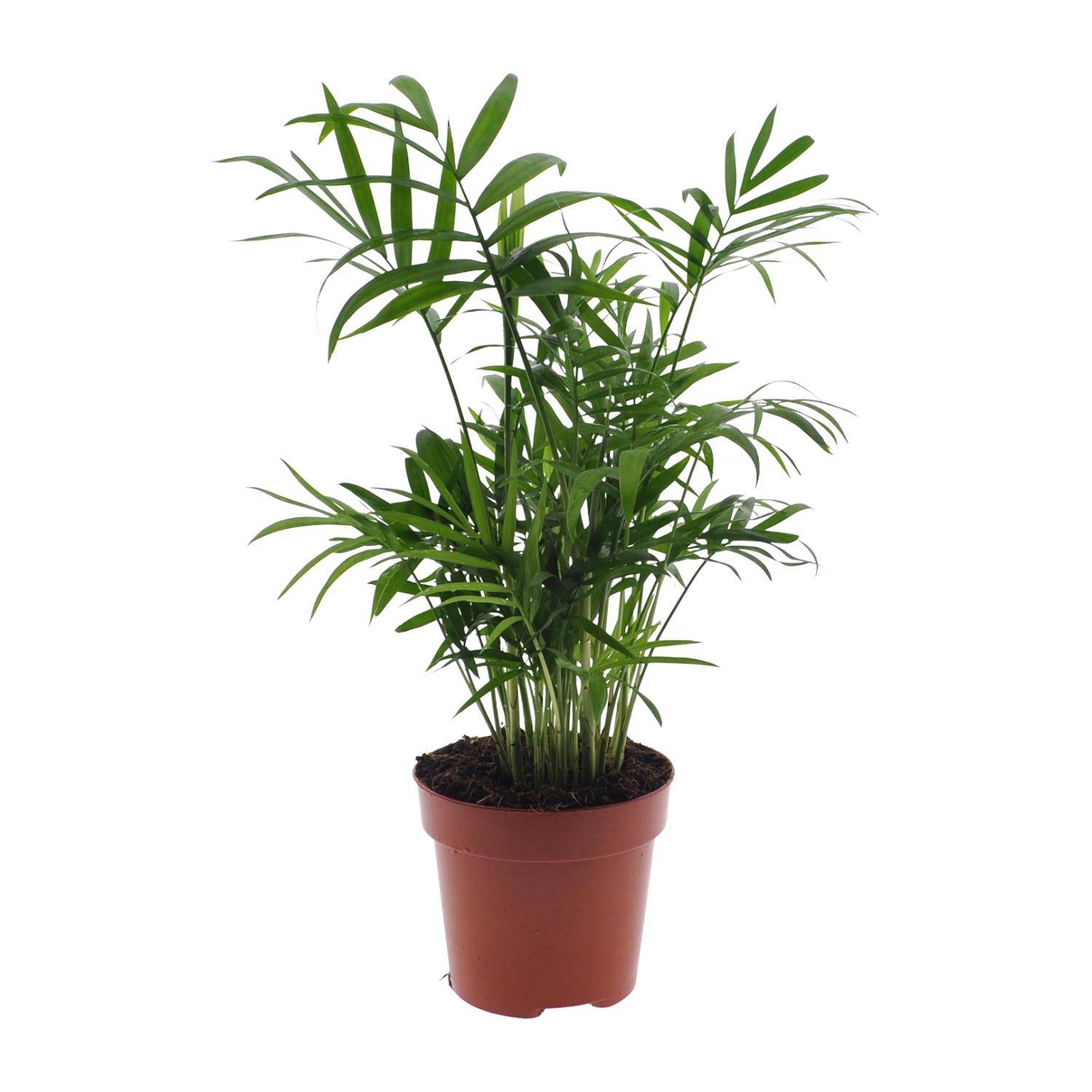 Chamaedorea Elegans - Palmier de montagne mexicain - Ø17cm - ↕55cm - Ø12cm - ↕40cm - Plantes d'intérieur - Image 1