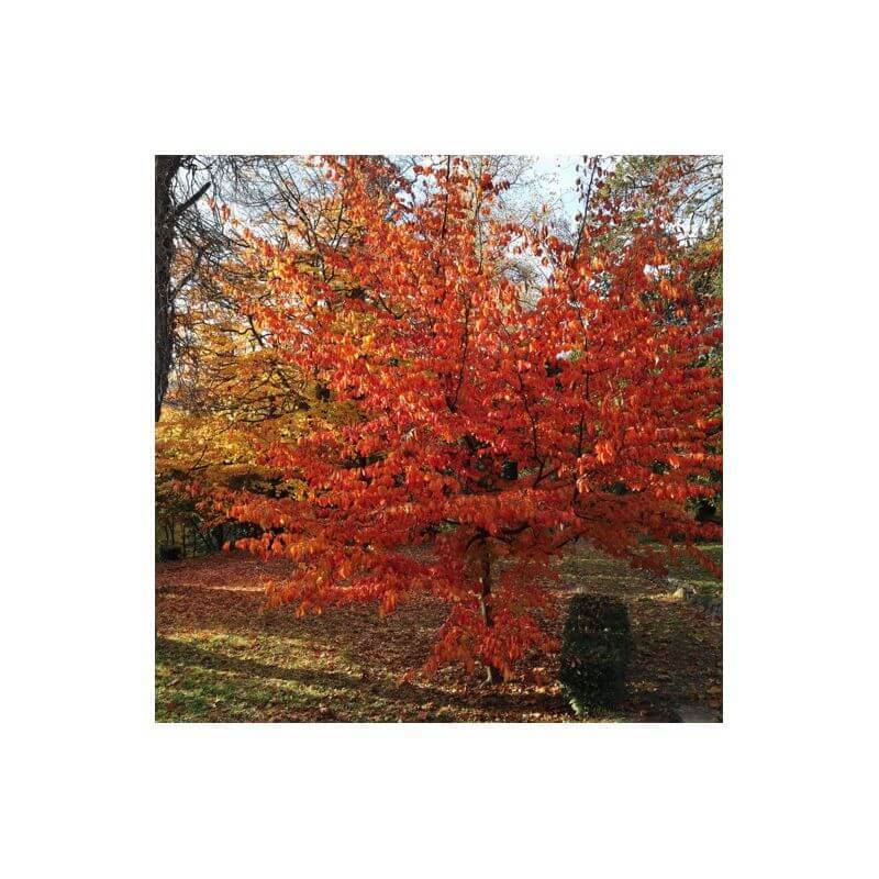 Arbre de fer (Parrotia persica) - Godet 9cm - Pépinières Naudet - Image 2