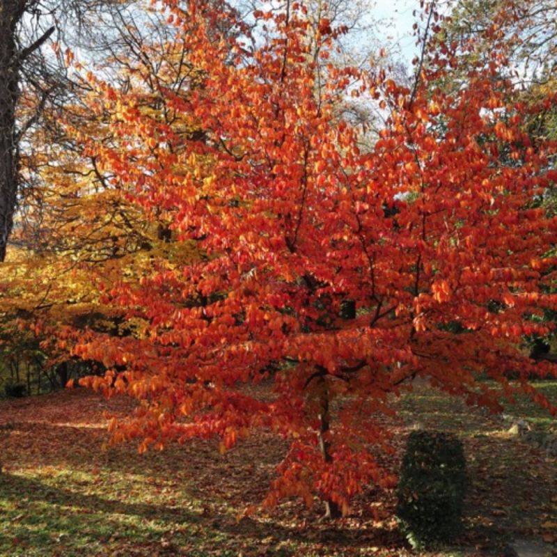 Arbre de fer (Parrotia persica) - Godet 9cm - Pépinières Naudet - Image 1