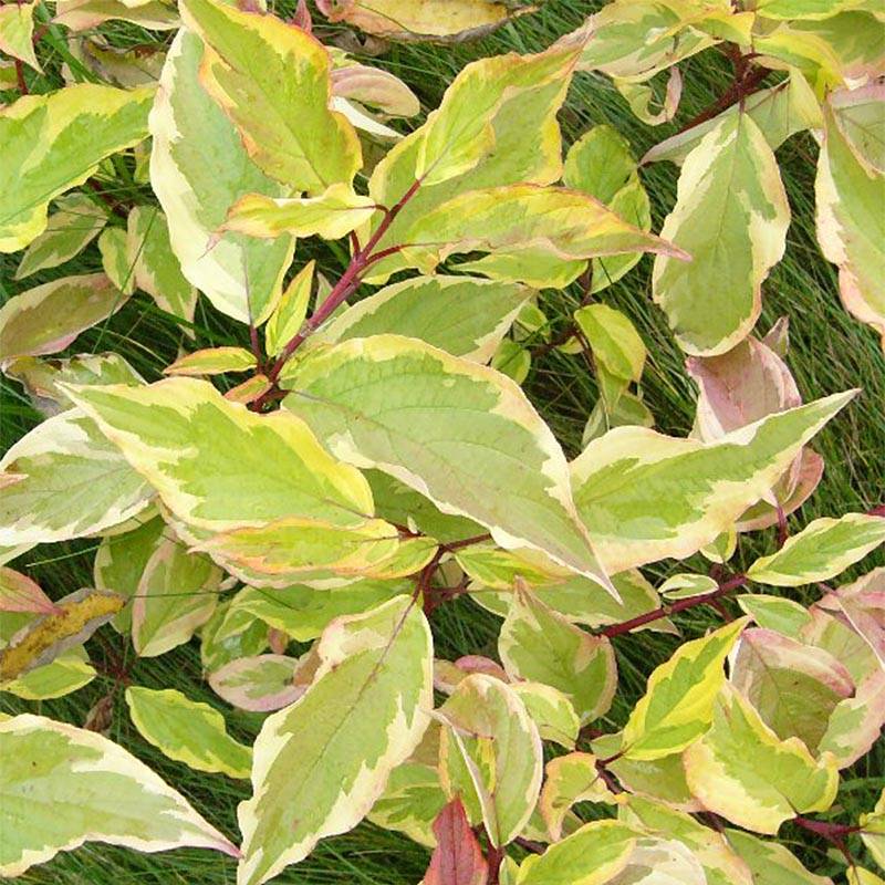Promesse de Fleurs - Cornus alba Gouchaultii - Cornouiller blanc Godet de 8/9 cm