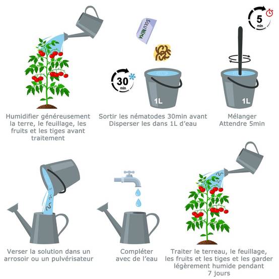 Solunéma - Mineuse de la tomate - Traitement à base de nématodes Steinernema Feltiae (SF) - 25 millions pour environ 50 m² - Image 3