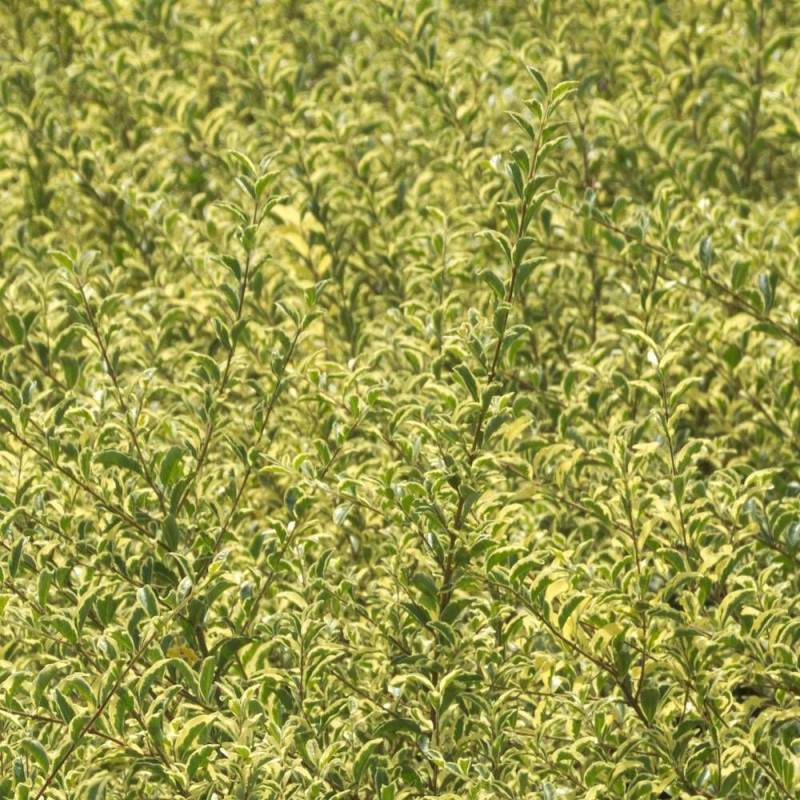 Troène Musli® 'Muster', Ligustrum à fleurs Blanche/ - feuillage Caduc - Pot de 3L - 40/60 cm - Image 5