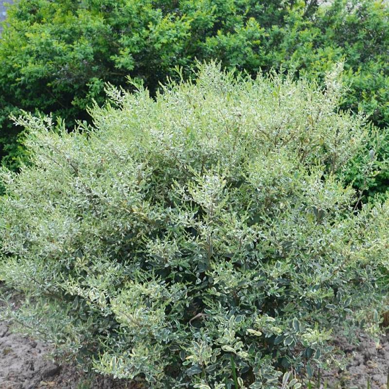 Troène Musli® 'Muster', Ligustrum à fleurs Blanche/ - feuillage Caduc - Pot de 3L - 40/60 cm - Image 1