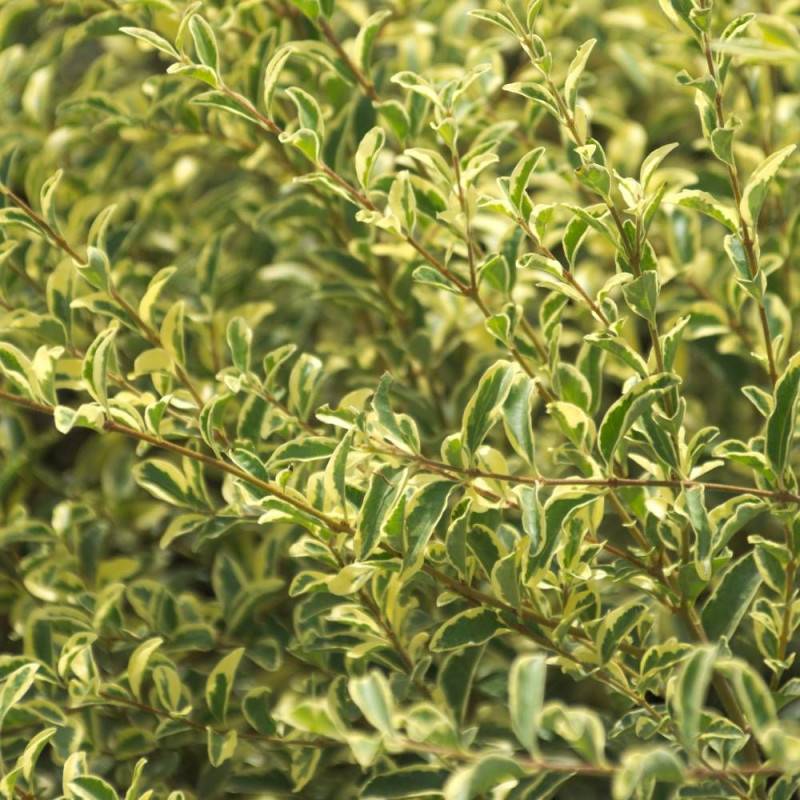 Troène Musli® 'Muster', Ligustrum à fleurs Blanche/ - feuillage Caduc - Pot de 3L - 40/60 cm - Image 7
