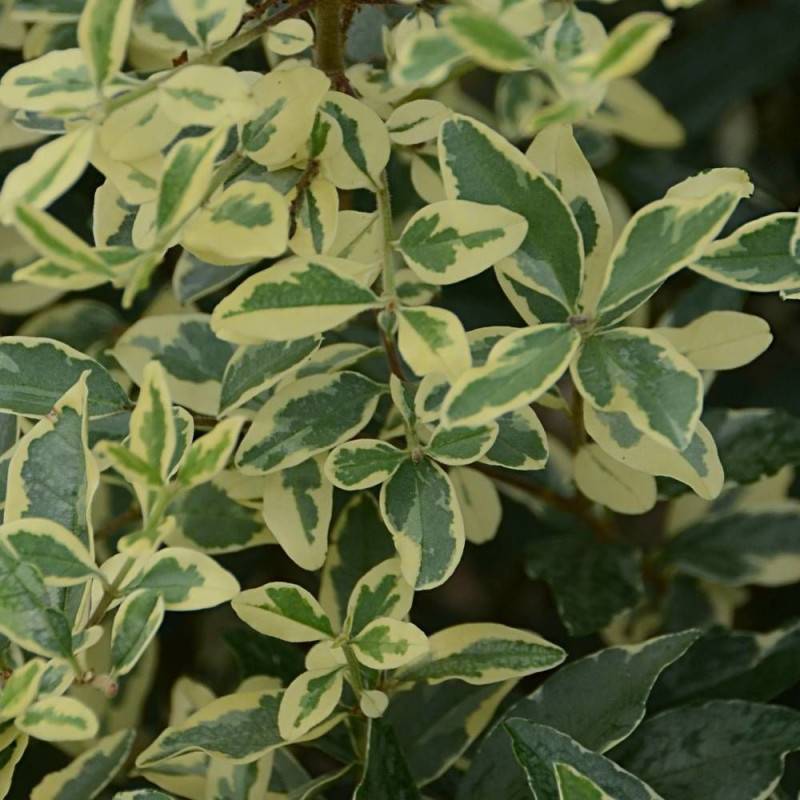 Troène Musli® 'Muster', Ligustrum à fleurs Blanche/ - feuillage Caduc - Pot de 3L - 40/60 cm - Image 4