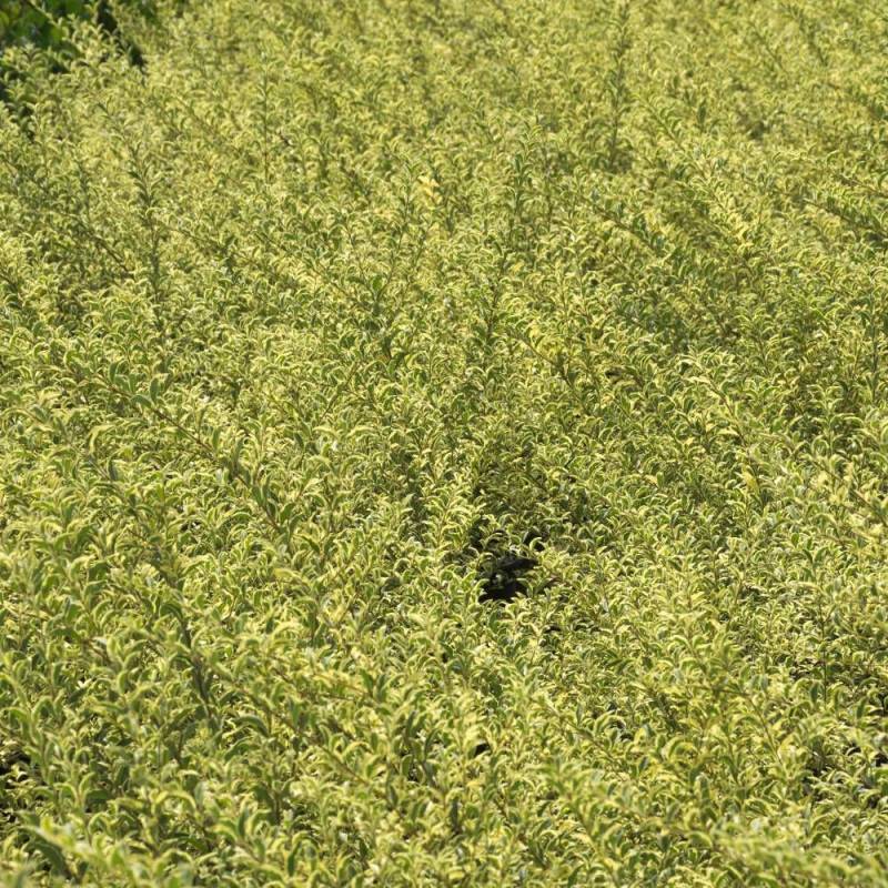Troène Musli® 'Muster', Ligustrum à fleurs Blanche/ - feuillage Caduc - Pot de 3L - 40/60 cm - Image 6