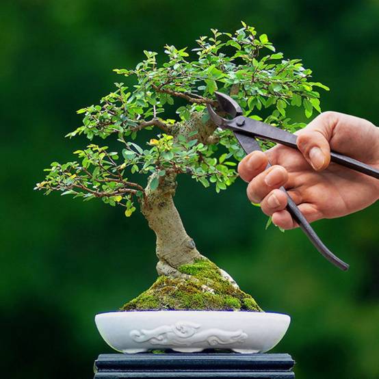 Esschert's Garden - Sécateur concave pour bonsai en acier - Gris - L 20,2 cm - Image 3