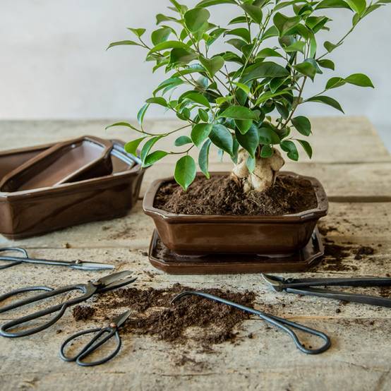 Esschert's Garden - Sécateur concave pour bonsai en acier - Gris - L 20,2 cm - Image 2