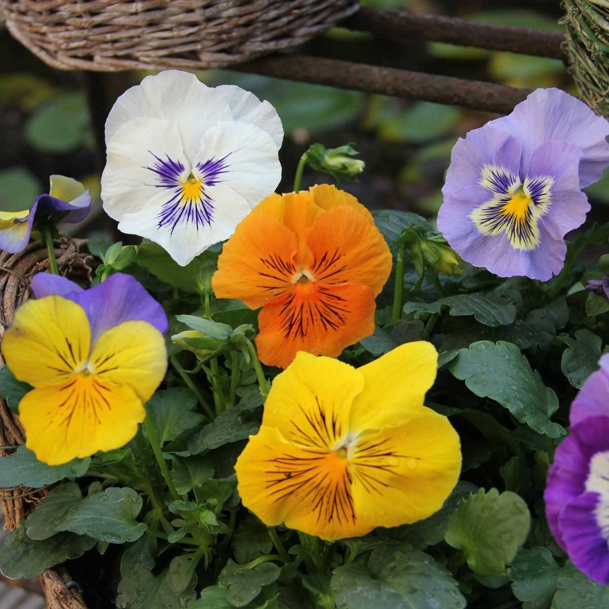 Promesse de Fleurs - Pensée Félix en mélange Mini-motte Mini-motte Ø 3/4 cm (par 5)