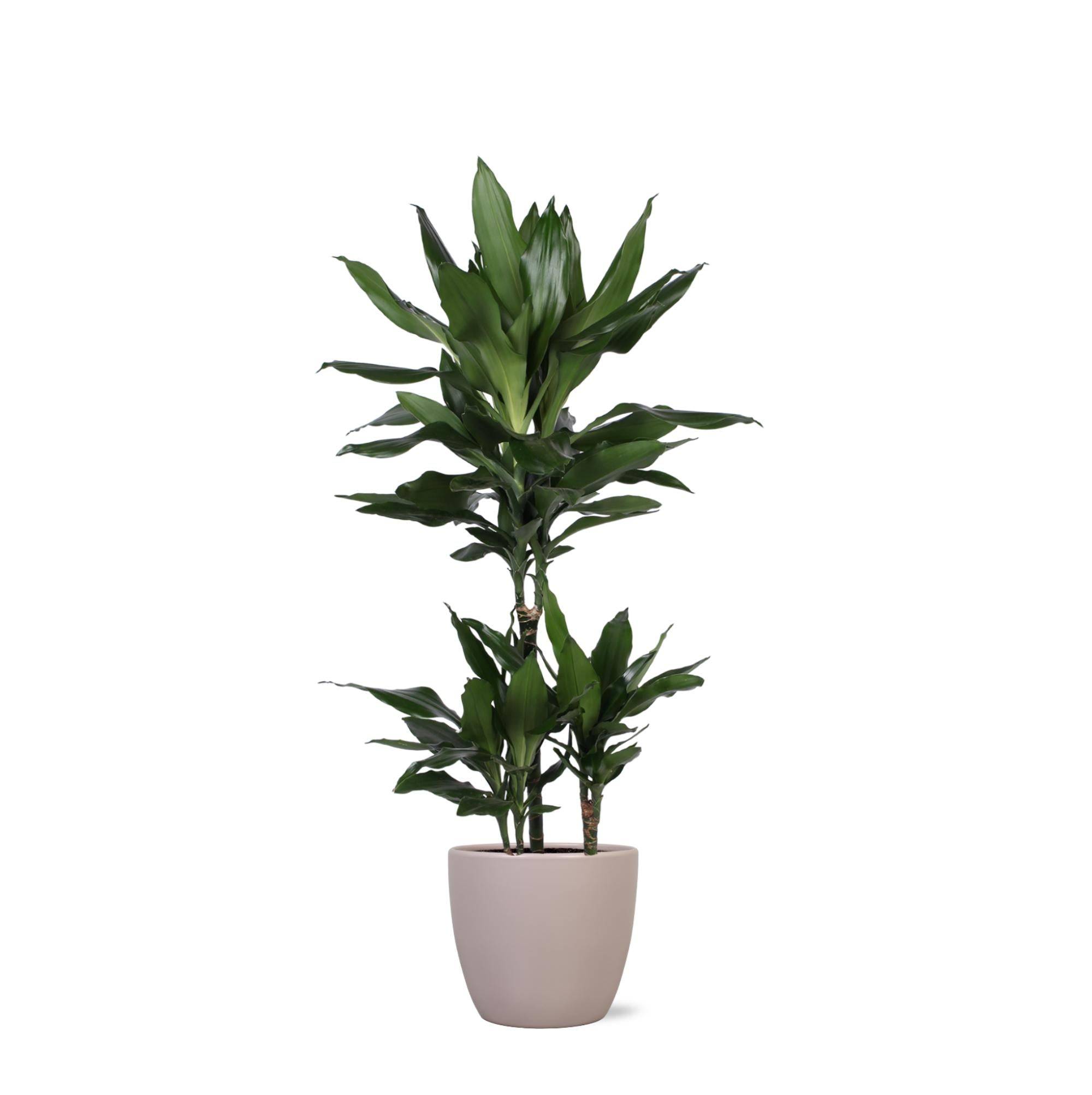 La Green Touch - Dracaena Janet Lind et son pot- La Green Touch Gris - Hauteur 90cm