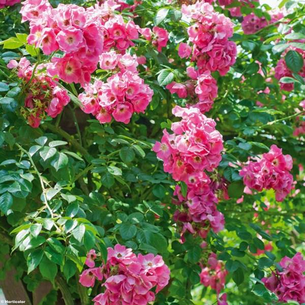 Promesse de Fleurs - Rosier grimpant American Pillar Pot de 4L/5L