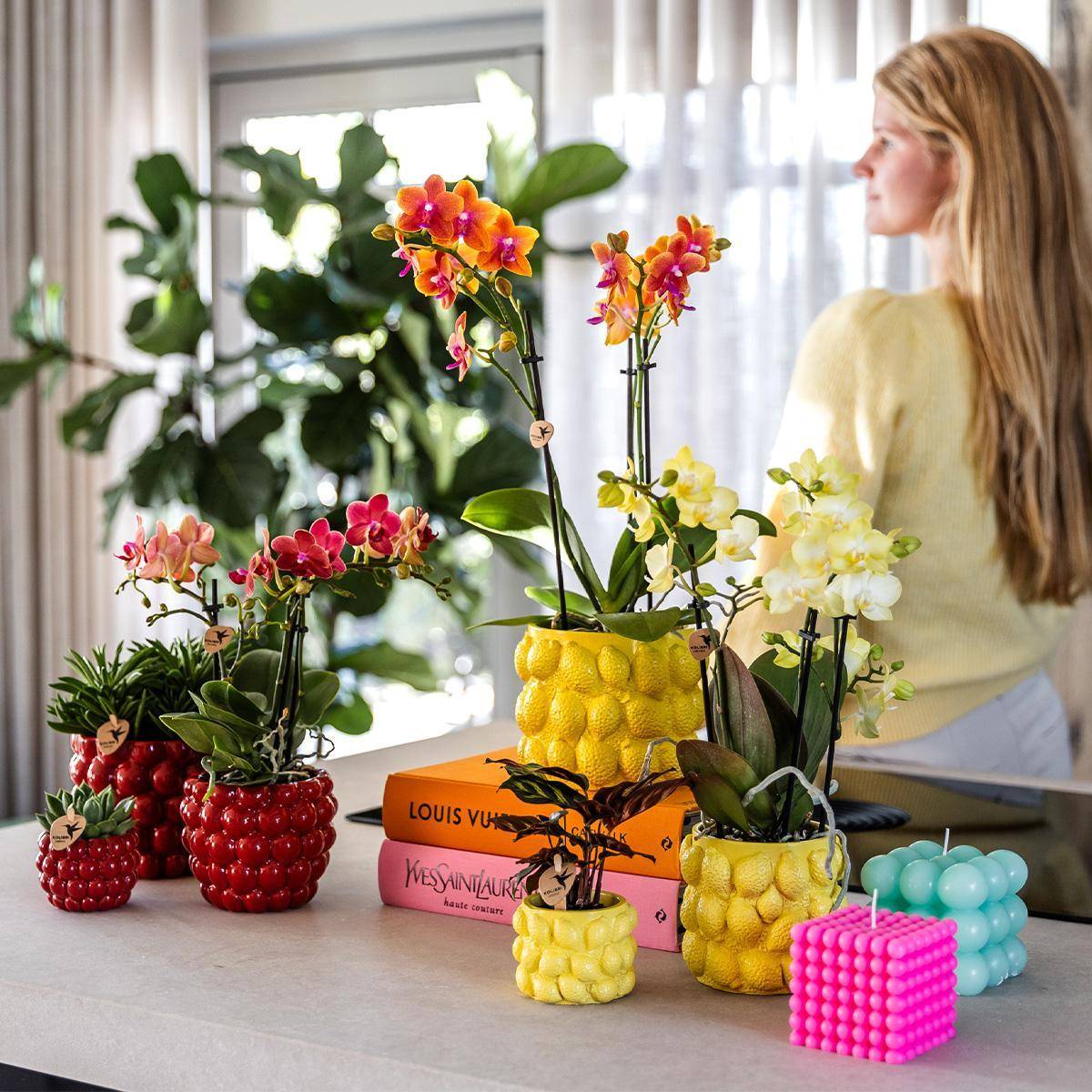 La Green Touch - Orchidée Phalaenopsis Jaune et son pot- La Green Touch Jaune - Hauteur 35cm - Image 5