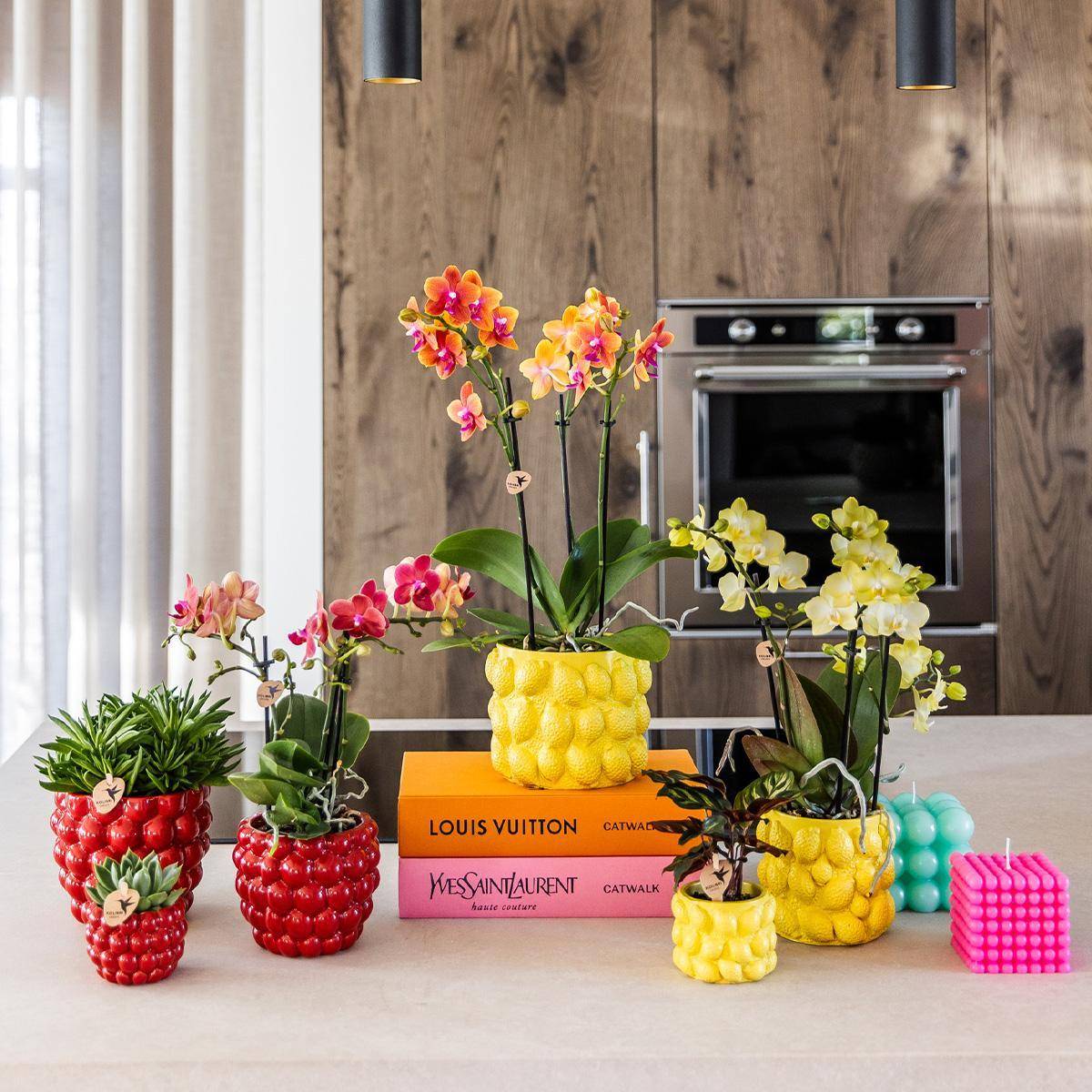 La Green Touch - Orchidée Phalaenopsis Jaune et son pot- La Green Touch Jaune - Hauteur 35cm - Image 2