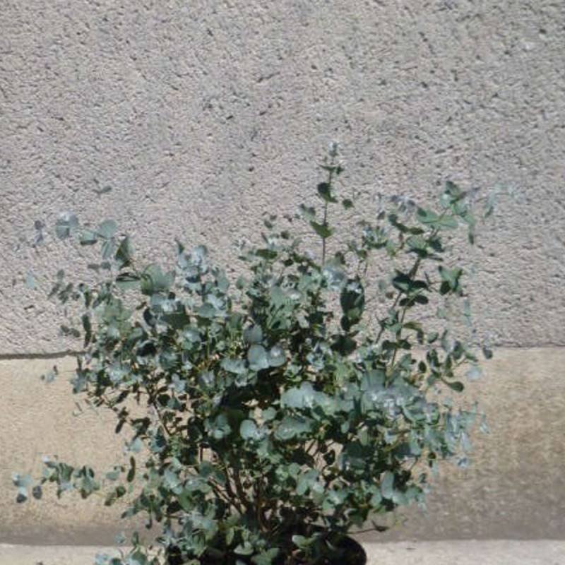 Eucalyptus Baby Blue, Gommier argenté - Pot de 7,5L - 60/80 cm