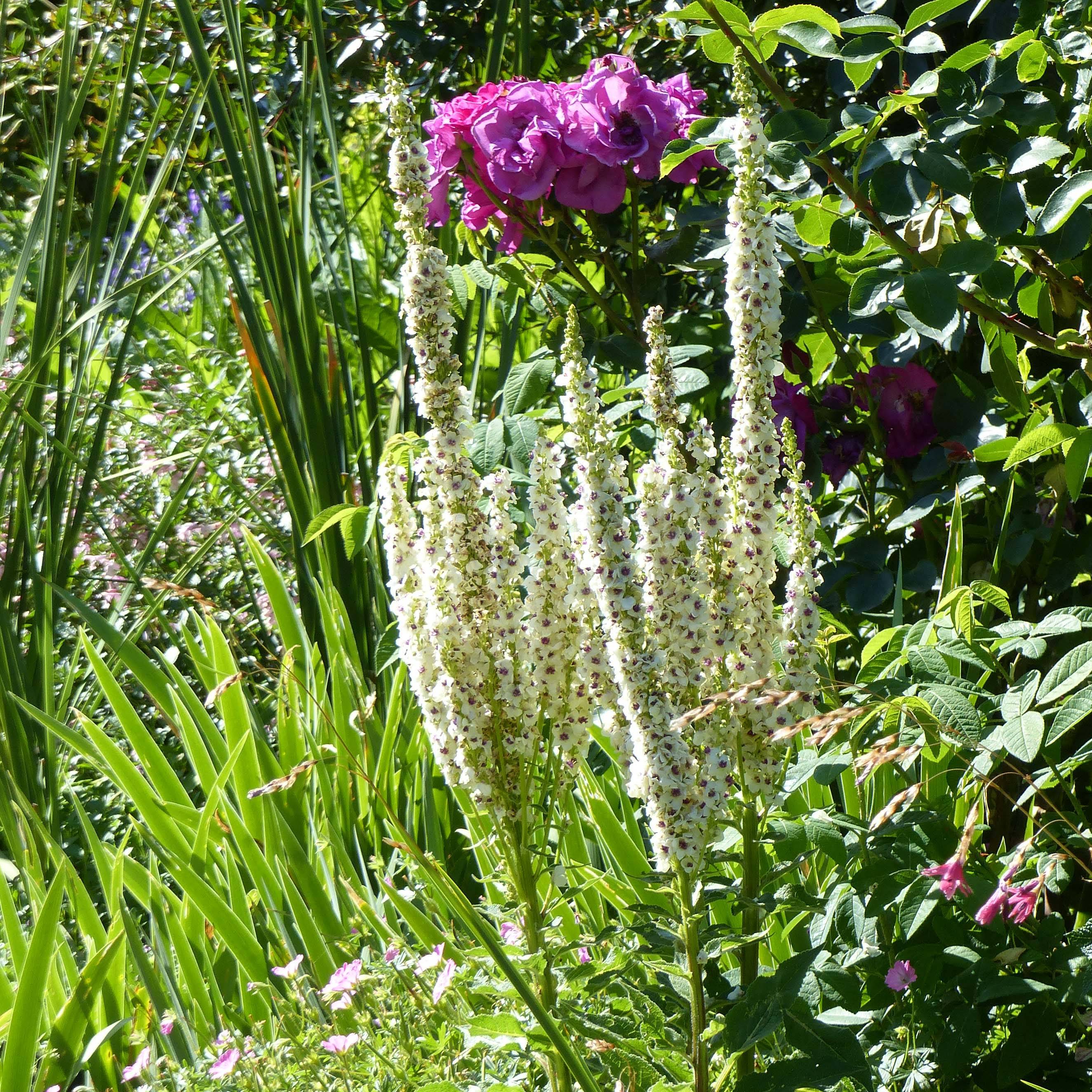 Verbascum chaixii Album - Molène de Chaix Godet de 8/9 cm