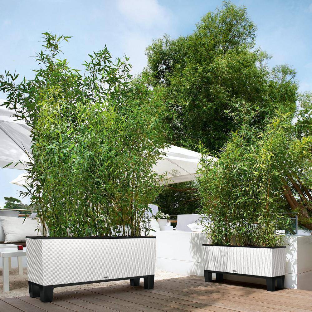 Lechuza - Pot Trio Cottage 30 - kit complet, blanc - 100 cm Lechuza - Image 5
