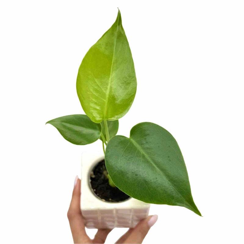 Monstera Deliciosa - Pot de 6cm - Plantes d'intérieur - Image 1