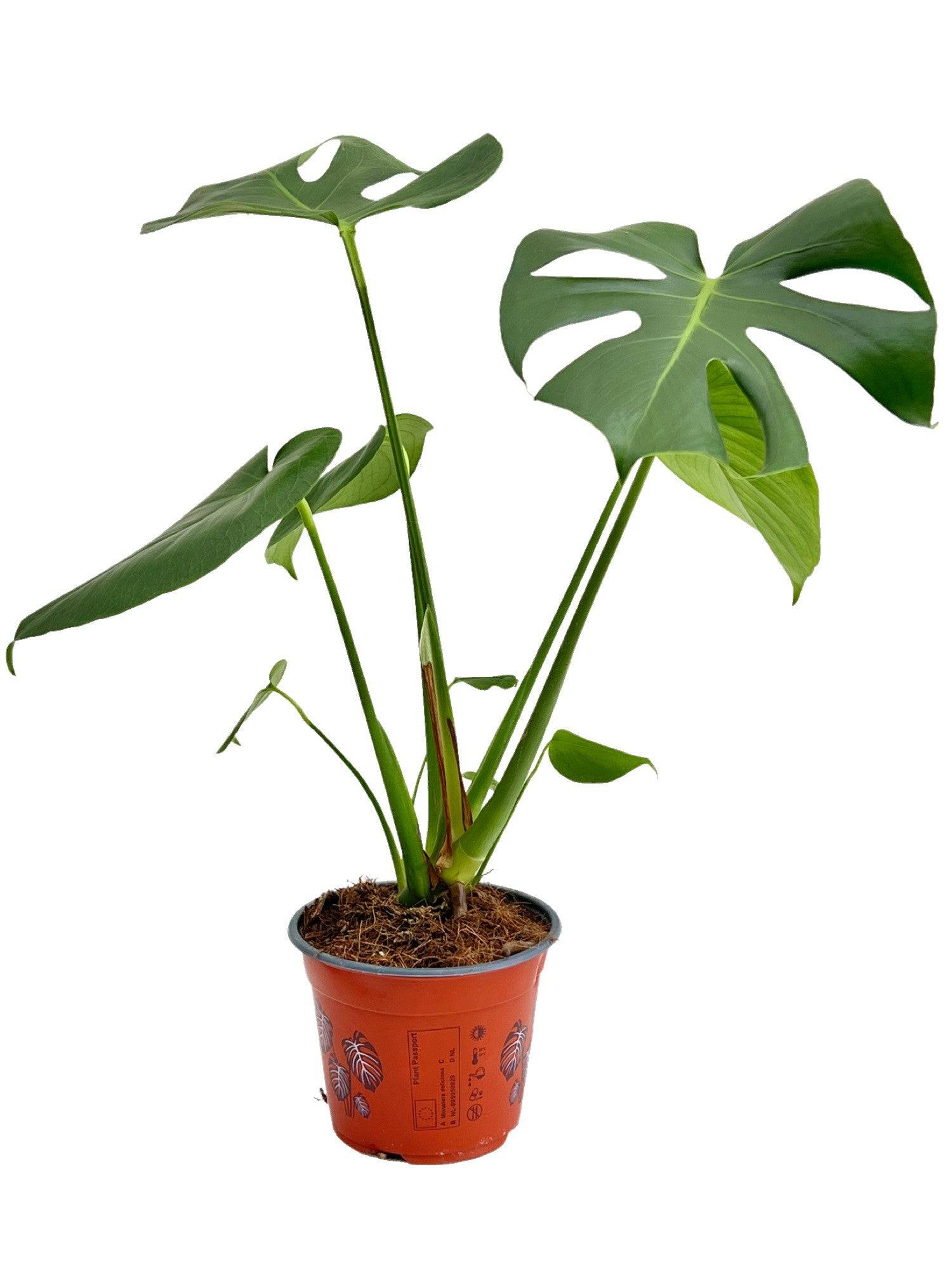 Monstera Deliciosa - Pot de 6cm - Plantes d'intérieur - Image 5