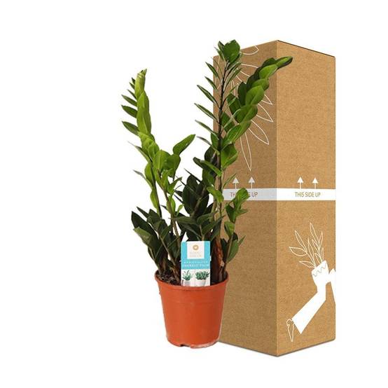 Zamioculcas Zamiifolia 45cm - Plante d'intérieur- La Green Touch - Image 4