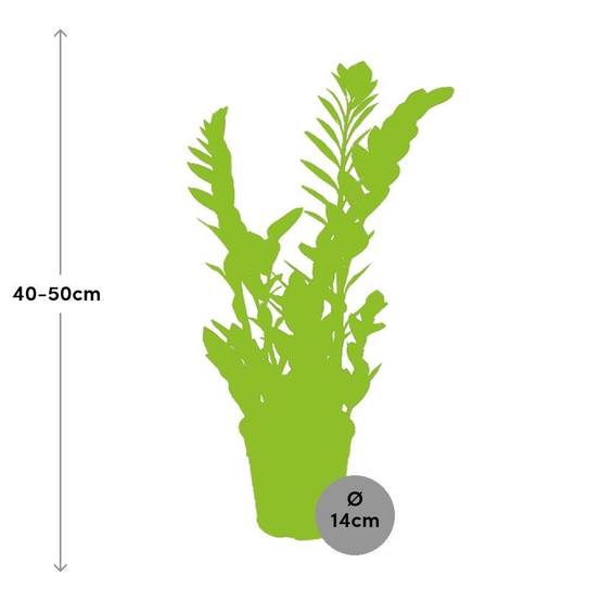 Zamioculcas Zamiifolia 45cm - Plante d'intérieur- La Green Touch - Image 3