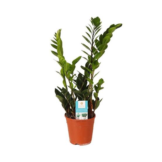 Zamioculcas Zamiifolia 45cm - Plante d'intérieur- La Green Touch - Image 1