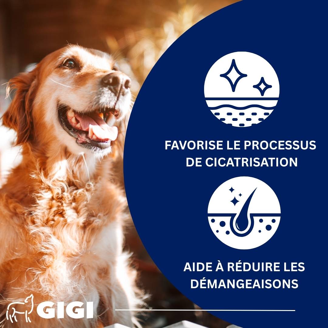 Oméga 3 & Calcium Naturel 21 capsules GIGI VET - Image 3