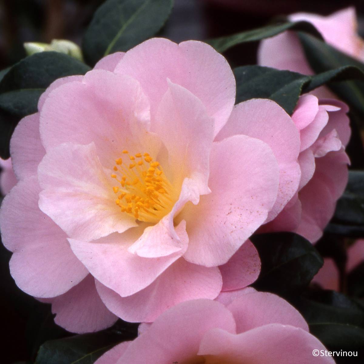 Promesse de Fleurs - Camélia hybride Nicky Crisp Pot de 2L/3L