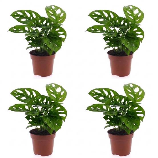 Monstera adansonii - lot de 4 - Ø12cm - ↕25cm - Plantes d’intérieur - Image 2