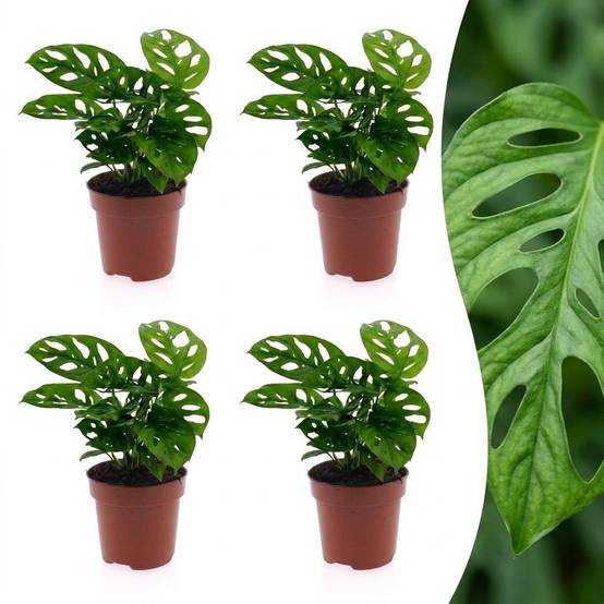 Monstera adansonii - lot de 4 - Ø12cm - ↕25cm - Plantes d’intérieur - Image 1