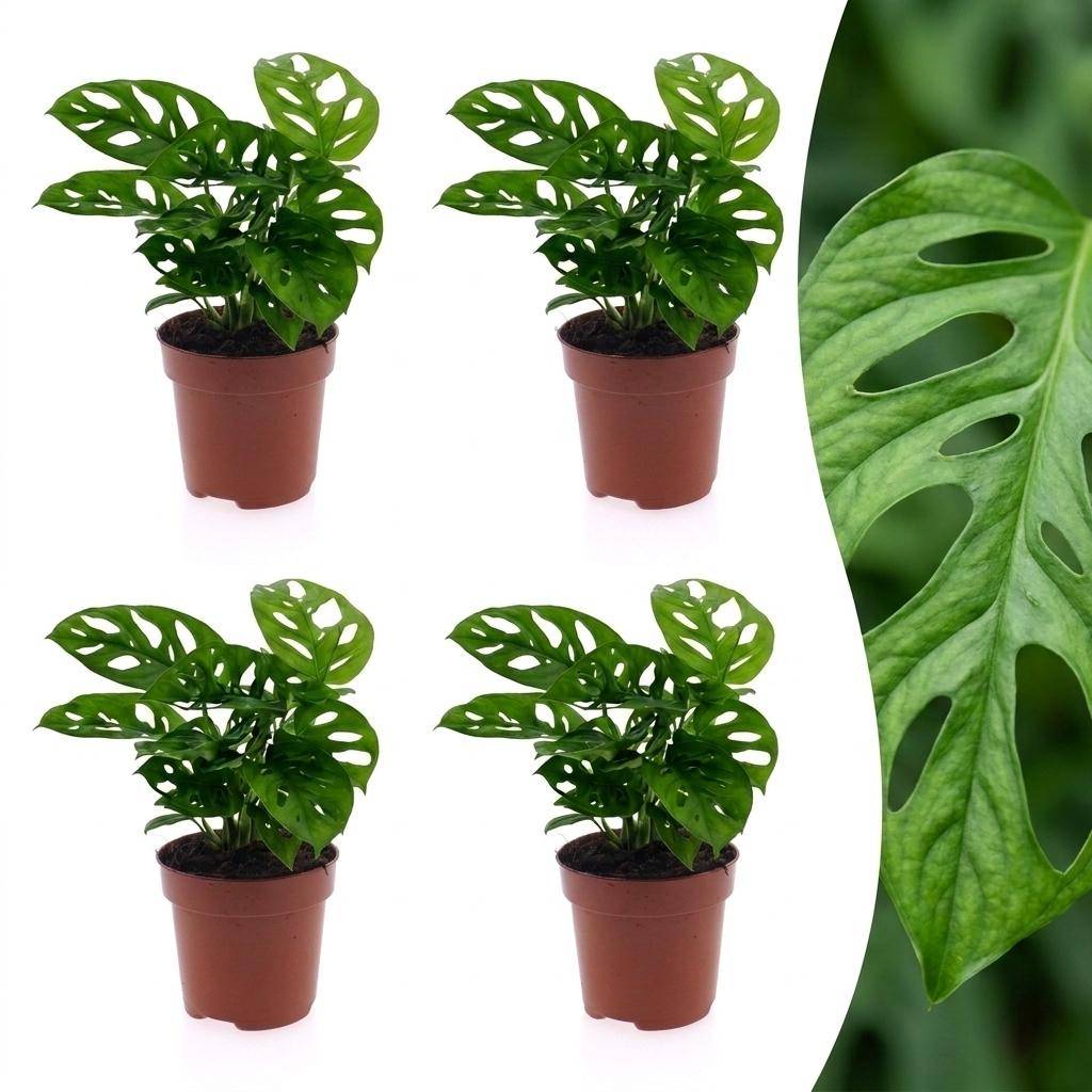 Monstera adansonii - lot de 4 - Ø12cm - ↕25cm - Plantes d’intérieur - Image 1