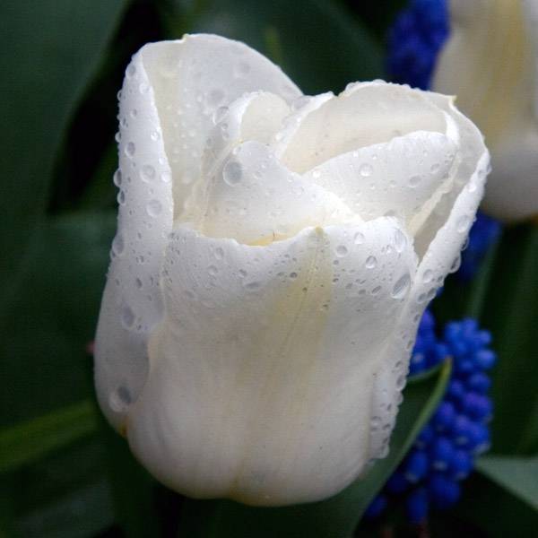 Promesse de Fleurs - Tulipe Triomphe Calgary Bulbe calibre 12+ (par 10)