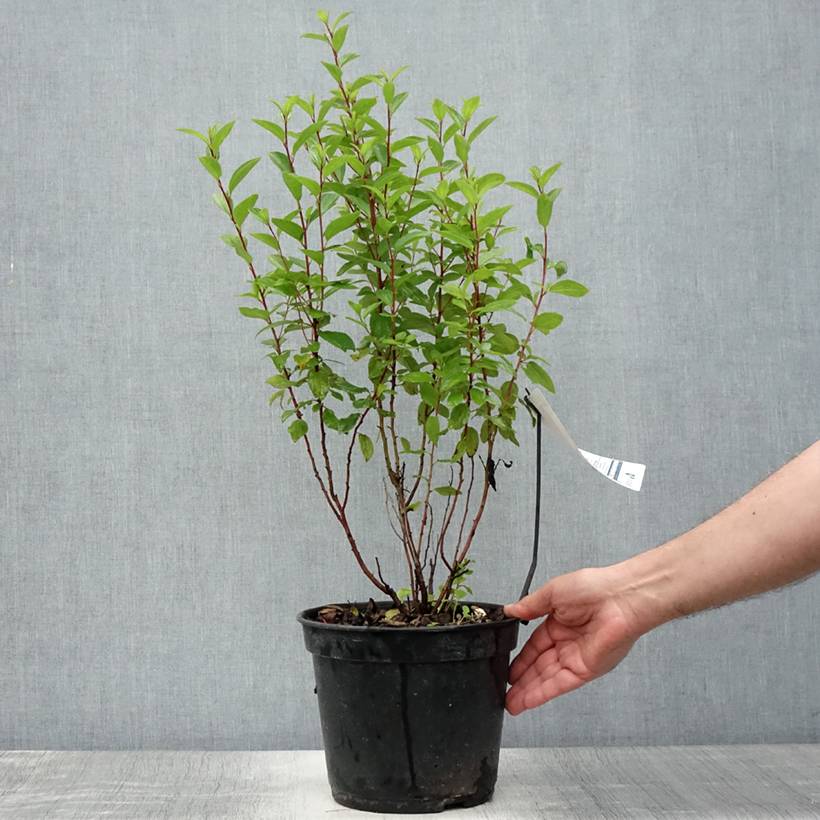 Céanothe pallidus Marie Rose - Lilas de Californie Pot de 3L/4L - Image 2