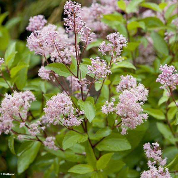 Céanothe pallidus Marie Rose - Lilas de Californie Pot de 3L/4L
