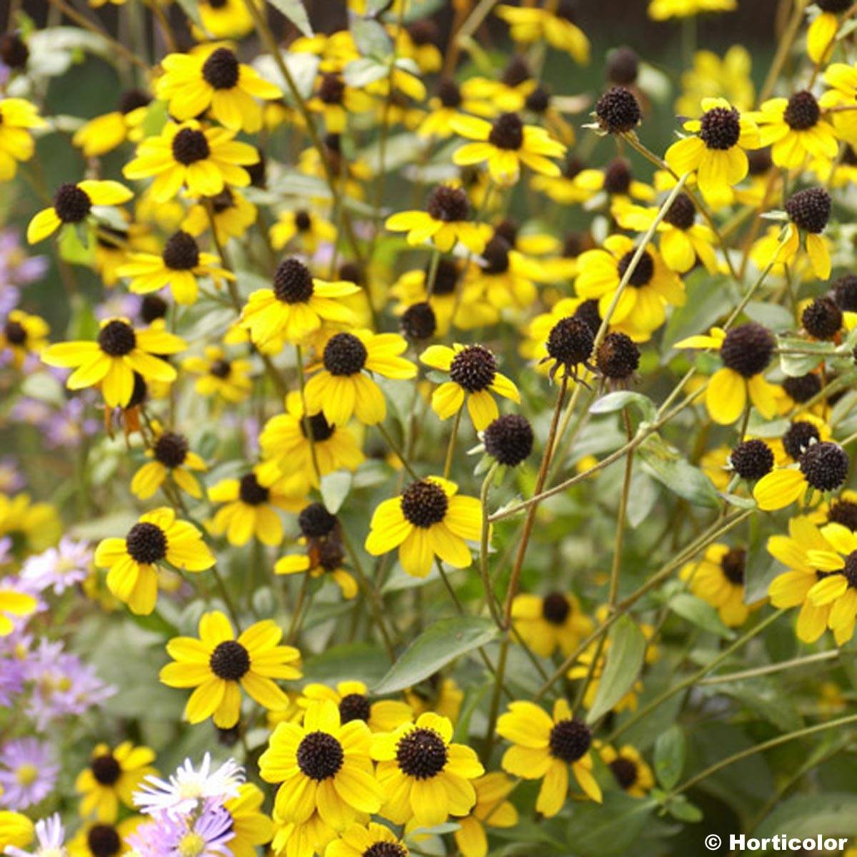 Rudbeckia triloba Godet de 8/9 cm