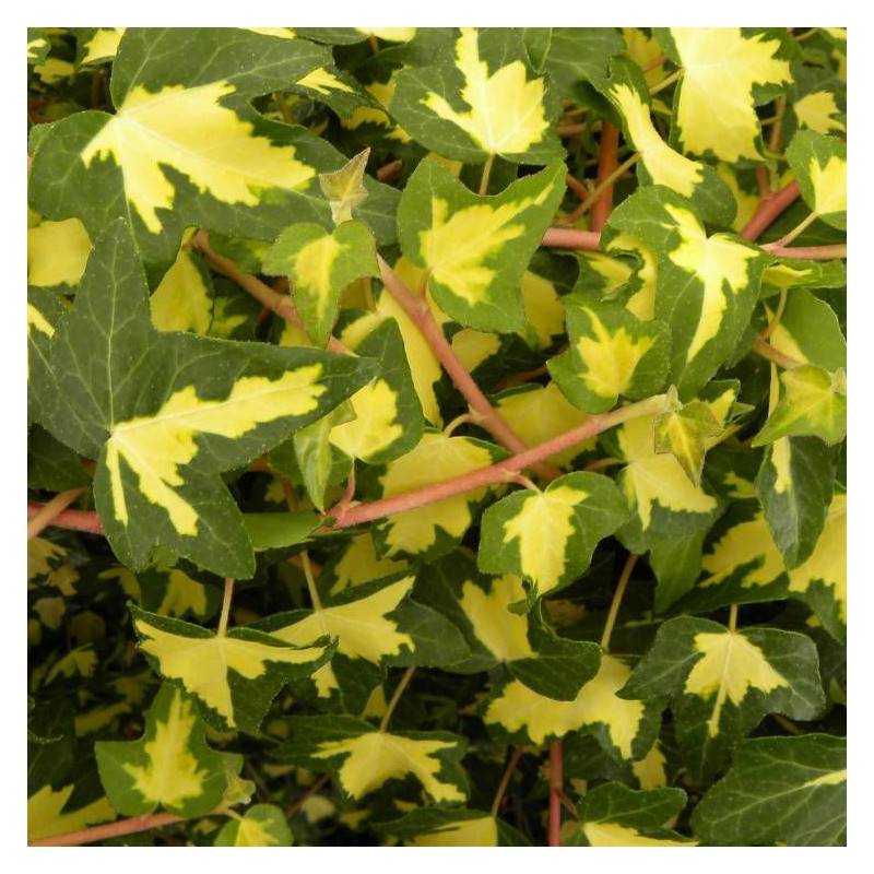 Lierre des bois Goldheart - Godet - 5/20 cm - Image 2