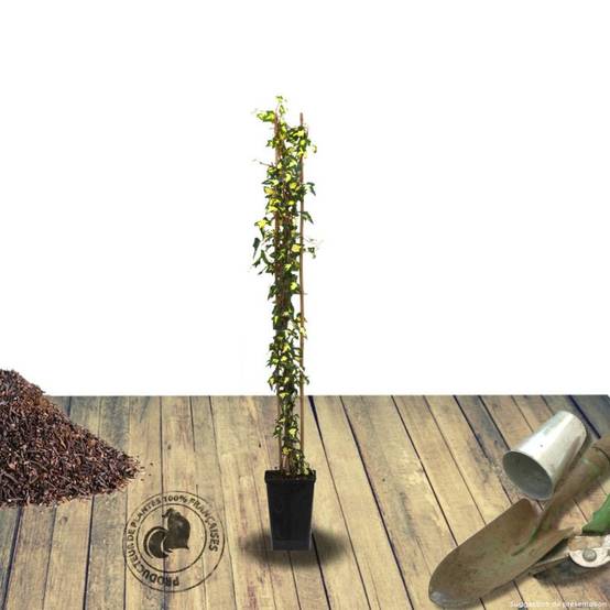 Lierre des bois Goldheart - Godet - 5/20 cm - Image 4