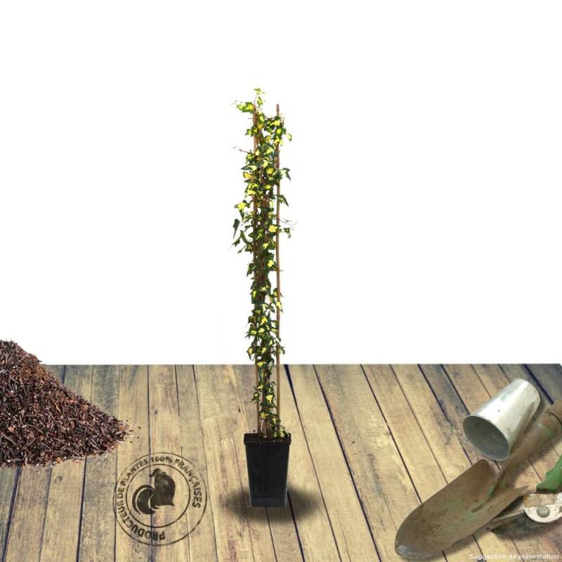 Lierre des bois Goldheart - Godet - 5/20 cm - Image 4