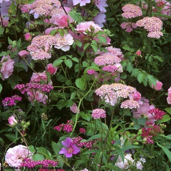 Promesse de Fleurs - Achillée millefolium Apfelblute (Apple Blossom) Godet de 8/9 cm