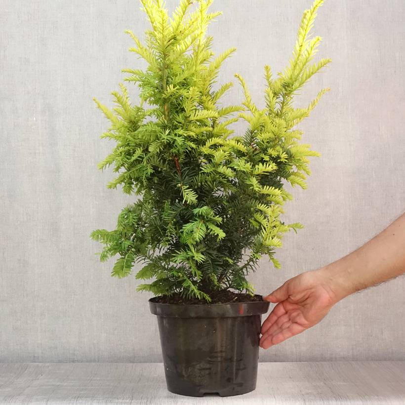 If commun - Taxus baccata Kupfergold Pot de 4L/5L - Image 2