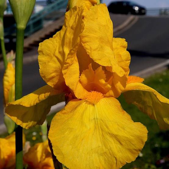 Iris des jardins Tangerine Sky à fleurs Orange - feuillage Caduc - Pot de 1 Litre- hauteur à maturité De 0,50 m à 1,00 m