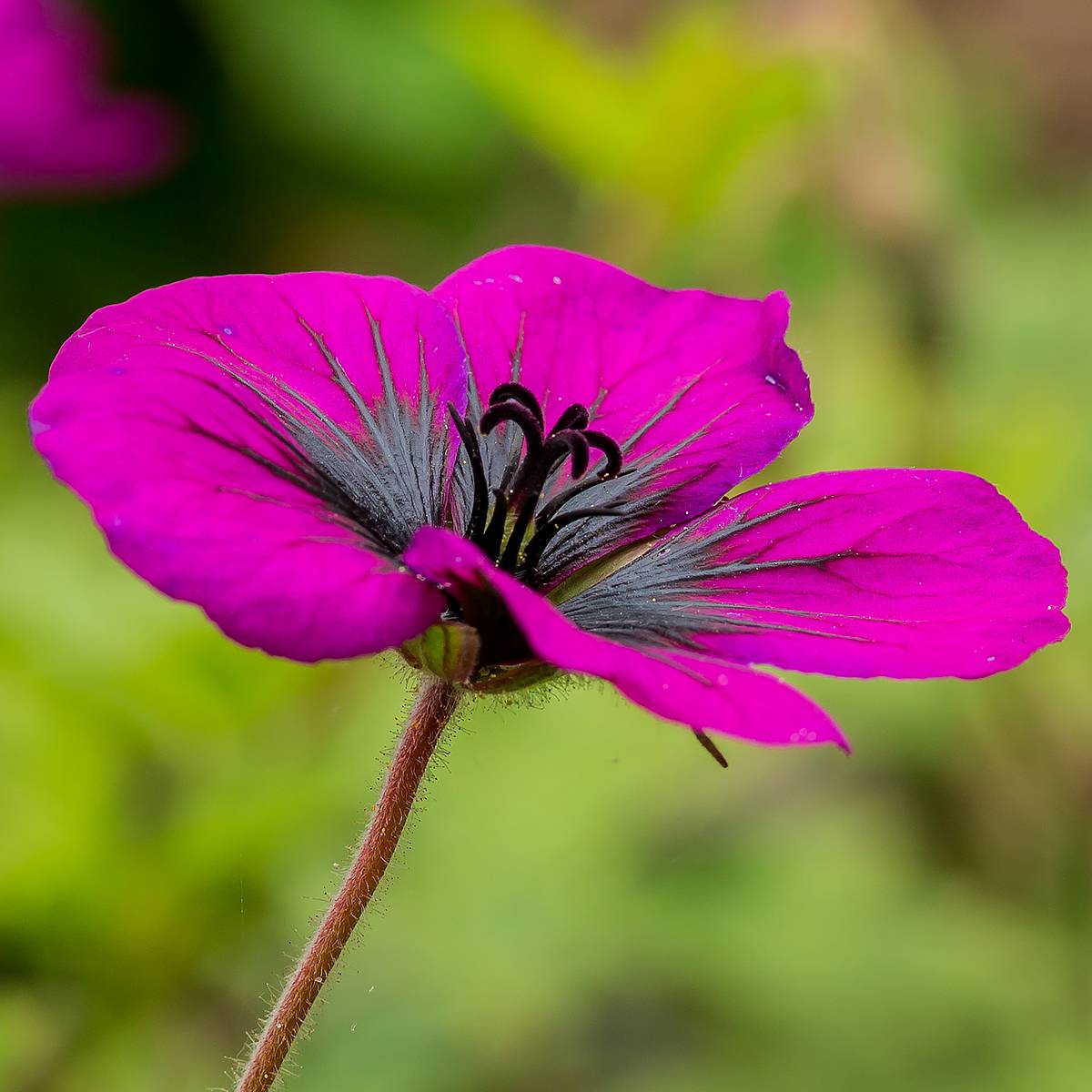 Promesse de Fleurs - Géranium vivace Sandrine Pot de 2L/3L