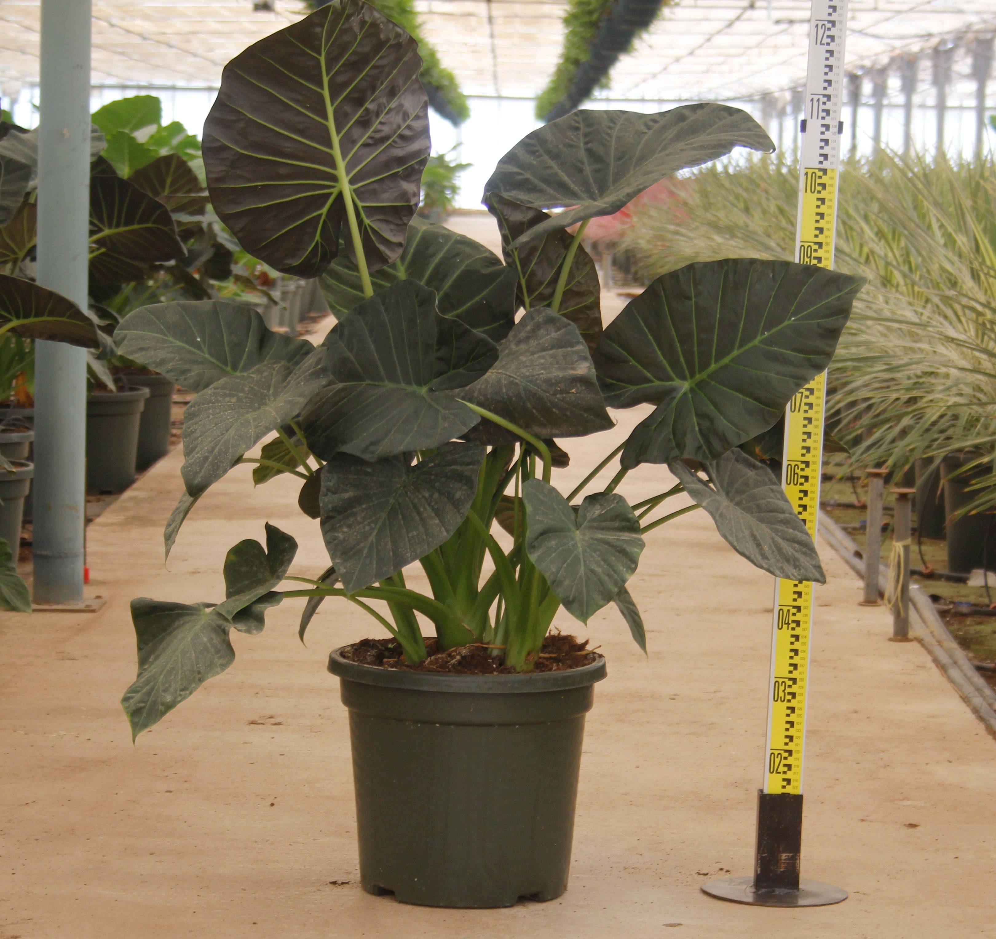 Sans Marque - Alocasia 'Regal Shield' (Oreille d'éléphant Géant, Taro) Pot de 25L - 100/125cm - Image 1