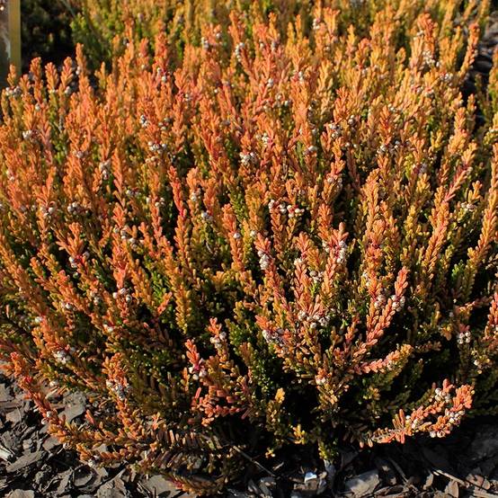 Bruyère d'été - Calluna vulgaris Winter Chocolate Godet de 8/9 cm