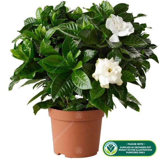 Gardenersdream - Plante D'Intérieur Odorante Cadeau - Gardenia Jasminoides Jasmin Du Cap Arbuste En Pot 12 Cm - GardenersDream - Image 2