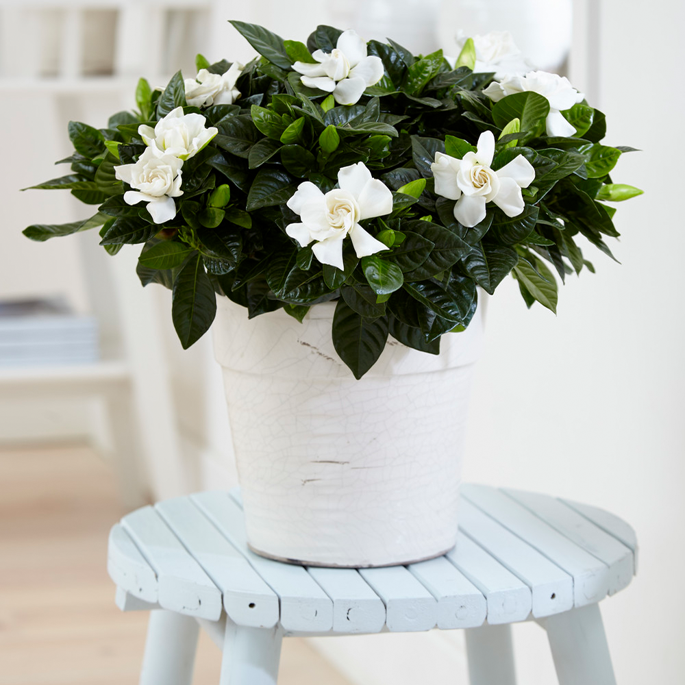 Gardenersdream - Plante D'Intérieur Odorante Cadeau - Gardenia Jasminoides Jasmin Du Cap Arbuste En Pot 12 Cm  - GardenersDream - Image 1