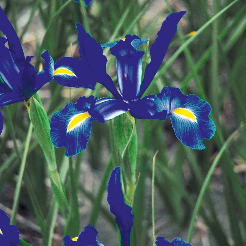 Iris de Hollande Telstar - Iris hollandica Bulbe calibre 8+ (par 15)