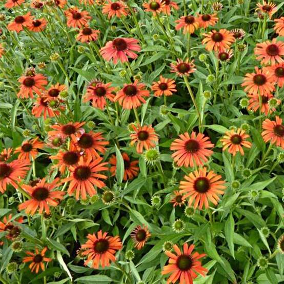 Echinacea Orange Skipper - Echinacée Godet de 8/9 cm