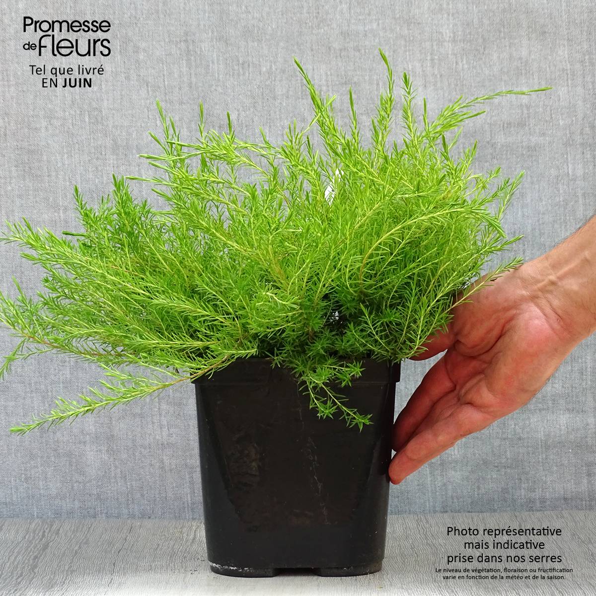 Promesse de Fleurs - Diosma hirsuta Sunset gold - Diosmée hirsute. Pot de 2L/3L - Image 2