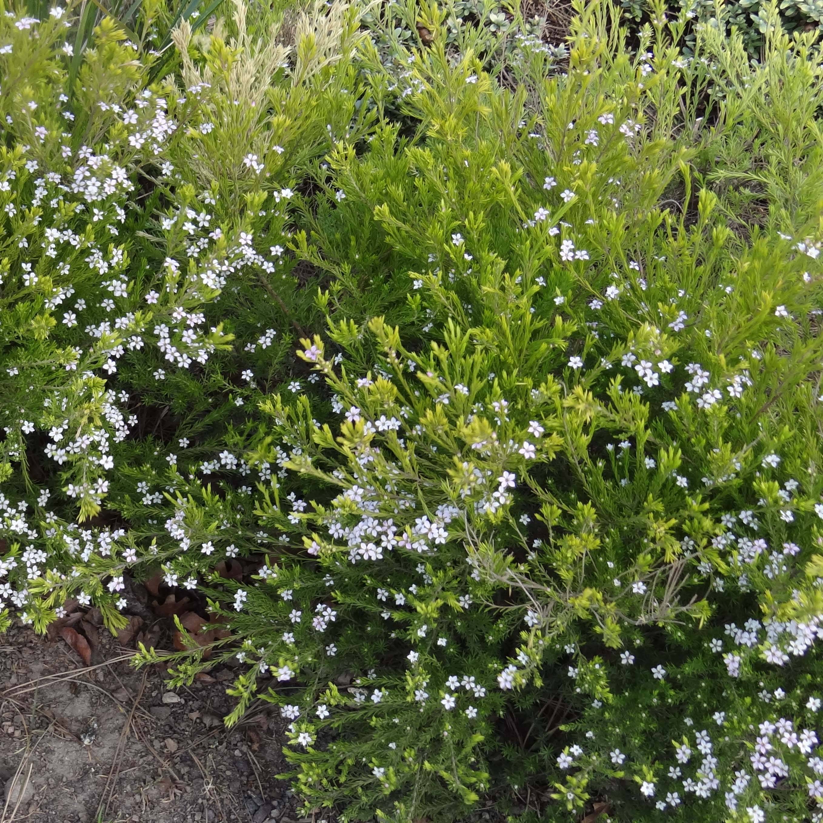 Promesse de Fleurs - Diosma hirsuta Sunset gold - Diosmée hirsute. Pot de 2L/3L - Image 1